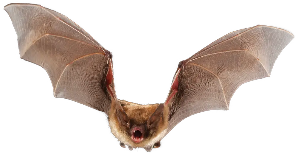 Northern Long‑Eared Bat