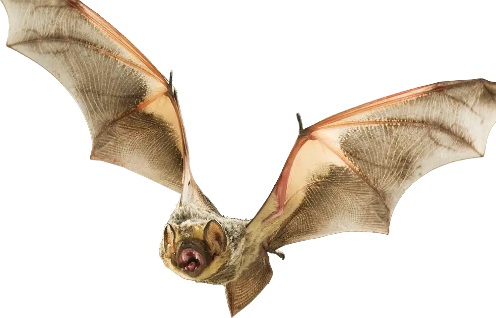 Hoary Bat