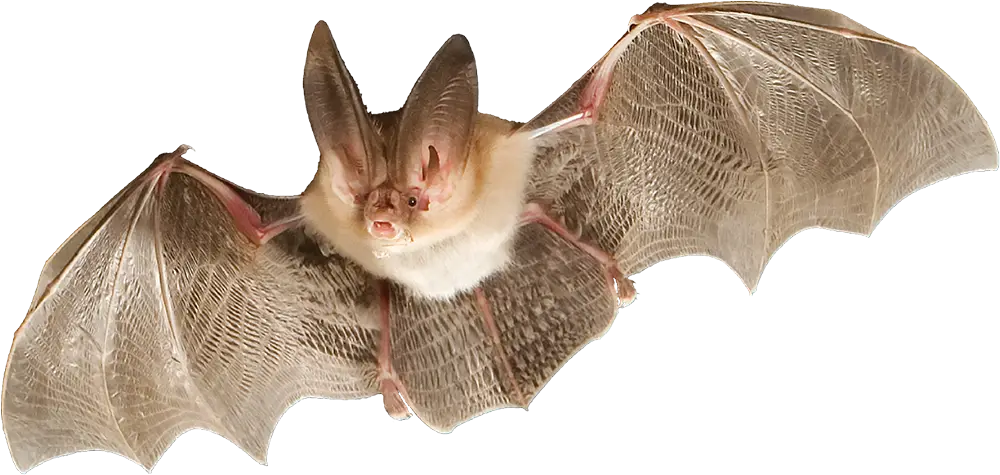 Big-Eared Bat