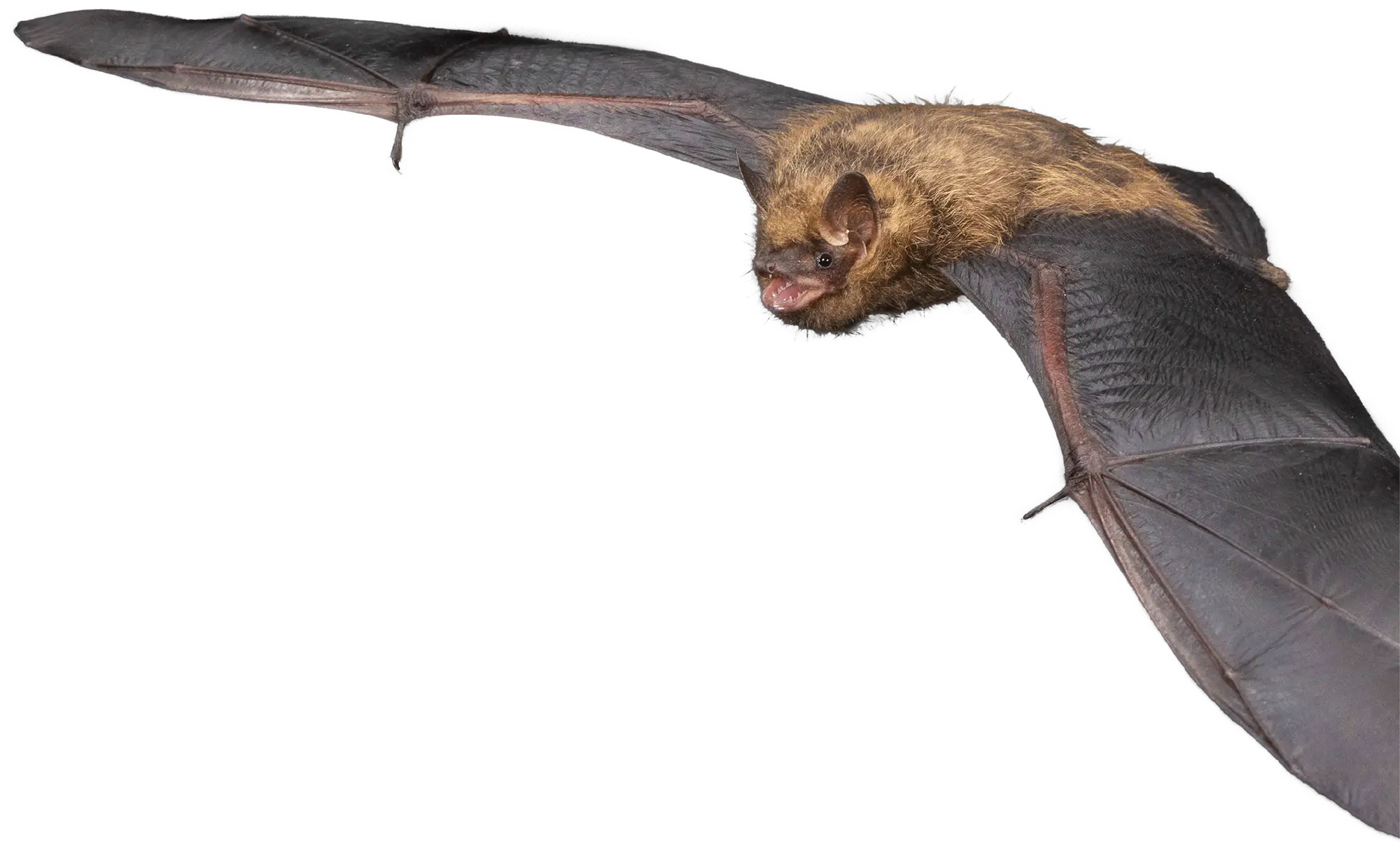 Tri Colored Bat