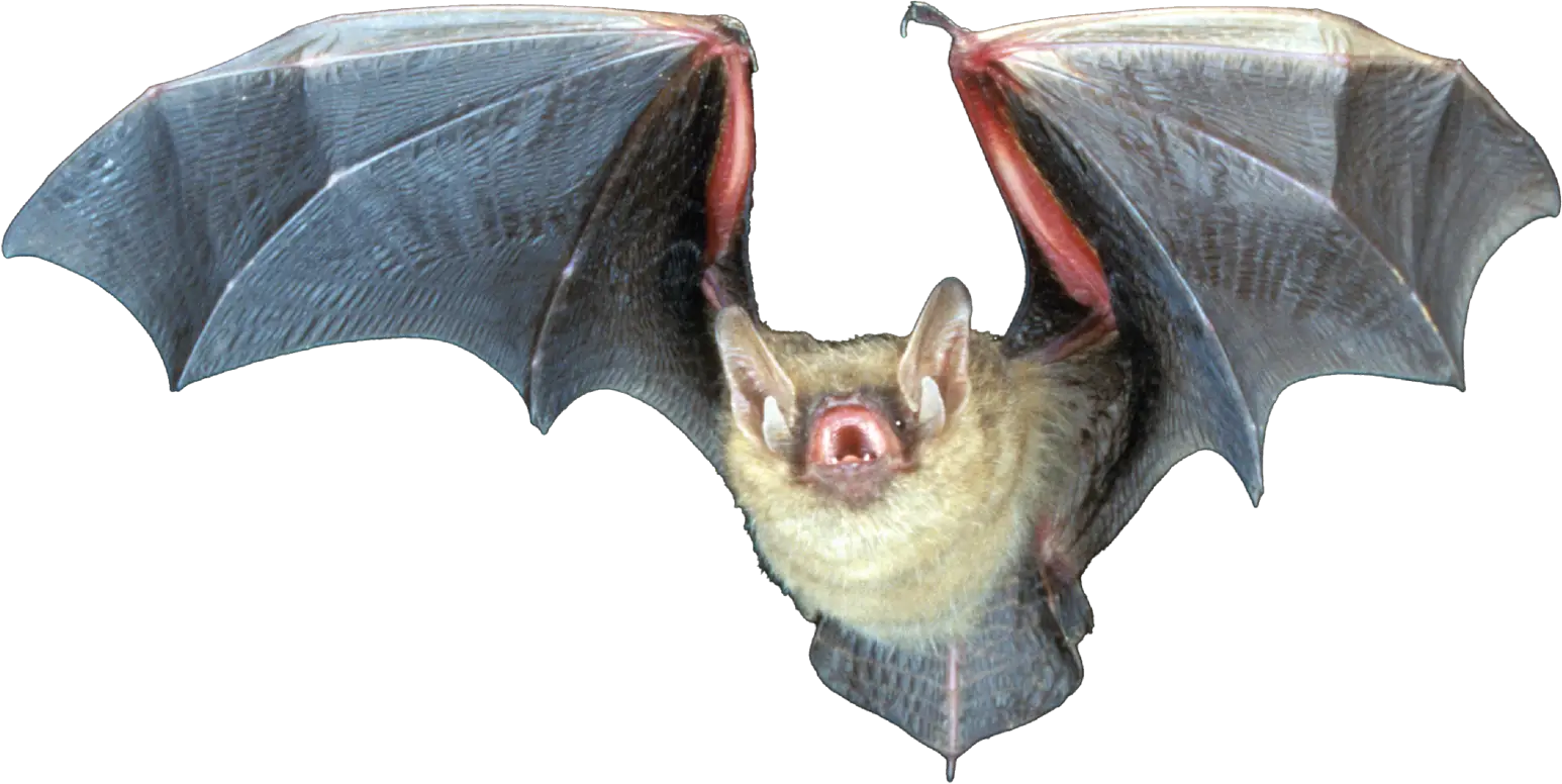 Tricolored Bat