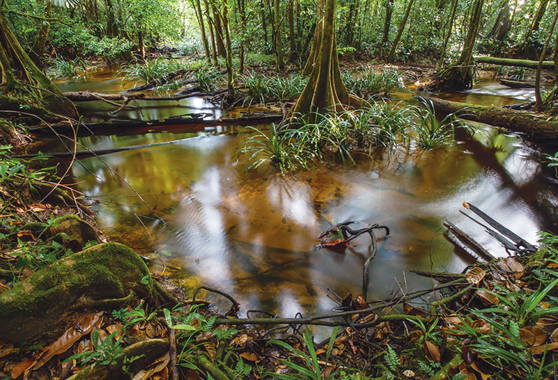 swamp in the amazon rainforest