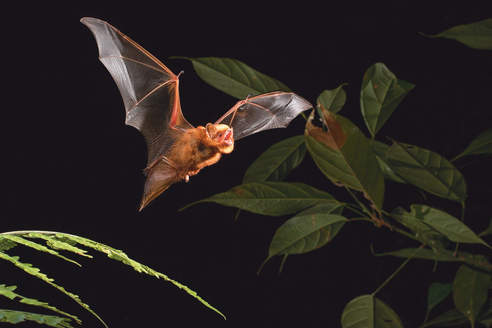 a red bat flying in the night