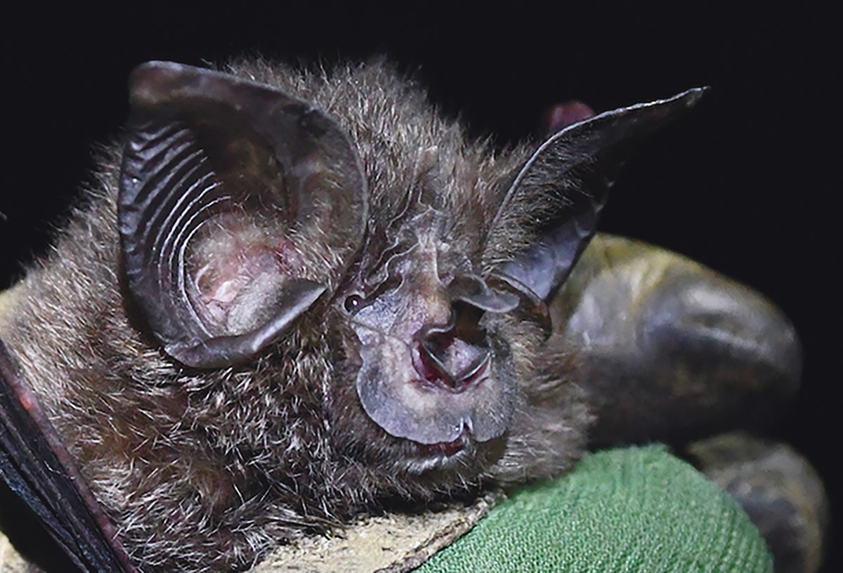 Close-up photograph perspective of a female Hill's horseshoe bat caught during the 2022 expedition as an individual's glove holds it in between their fingers