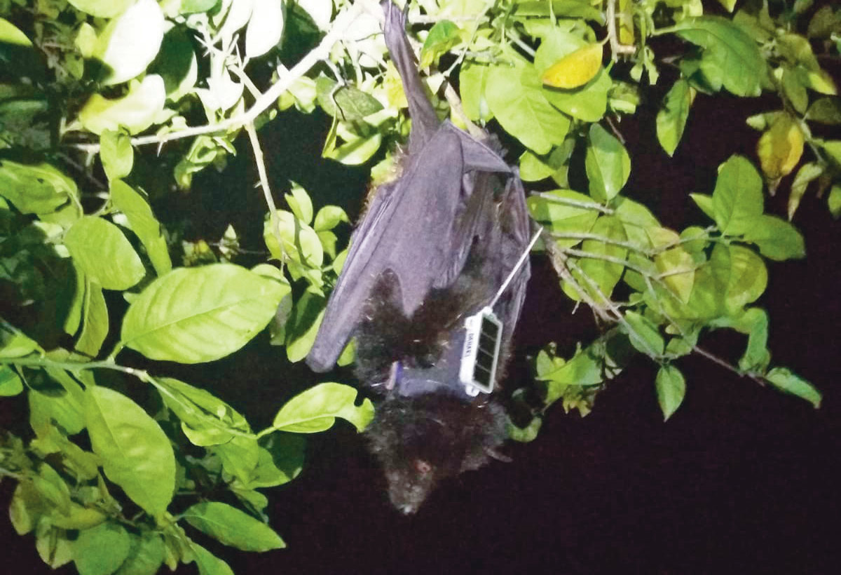 Close-up photograph perspective of a Livingstone's fruit bat with a GPS tracker at night; The data collected by the tag provides insight into the bat's movements for up to six months.