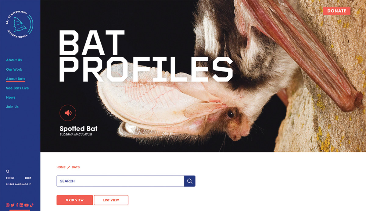 Screenshot of "Bat Profiles" webpage