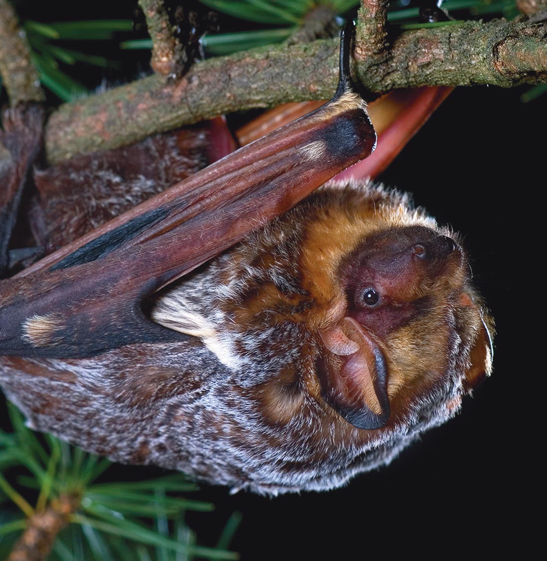 a Hoary bat hangs upside down from a tree branch with its front and back claws