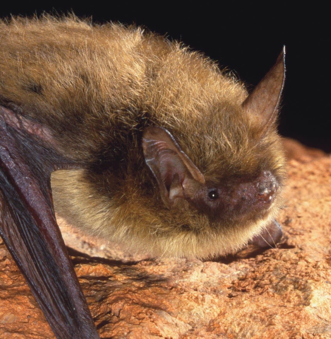 a Northern long-eared bat rests right side up on a rock