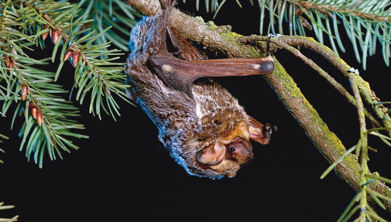 close up of a Hoary bat with brown and white fur hanging updside down from a pine tree branch
