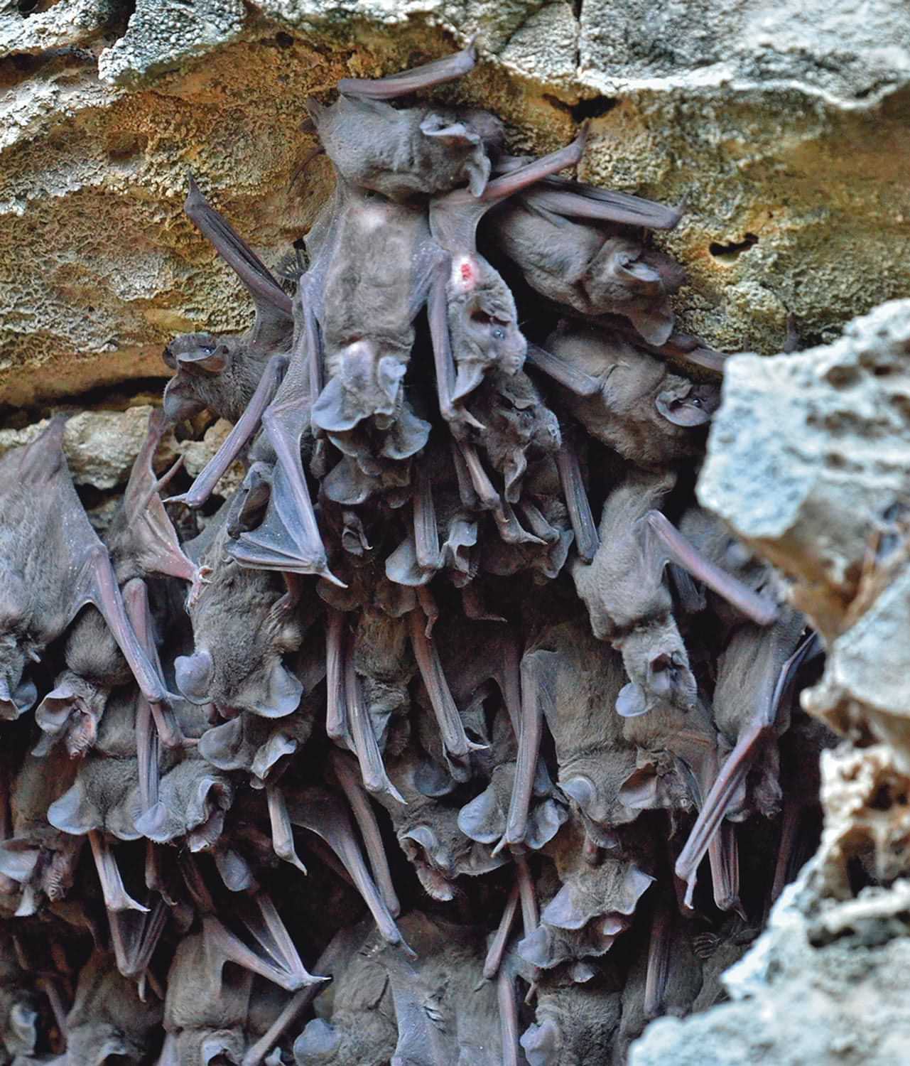 a large closely huddled colony of Mexican free-tailed bats hang from the ceiling of a cave 