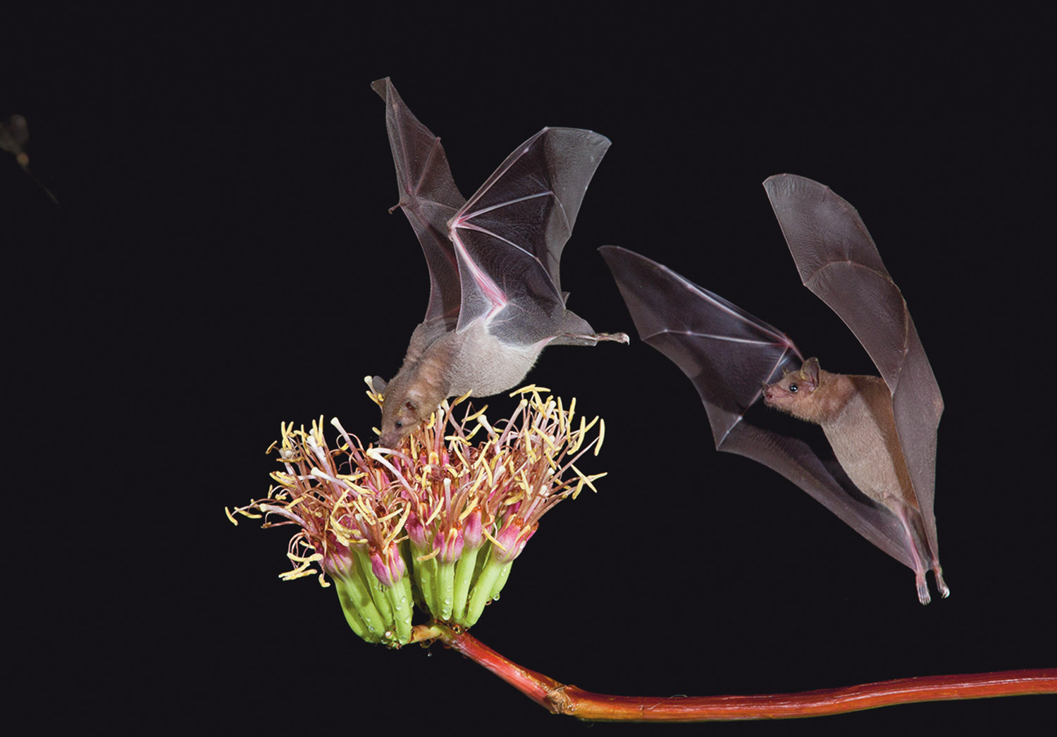 two Lesser long-nosed bats in flight, one dips its head toward the center of a flower bundle on the end of a branch while the other floats close behind
