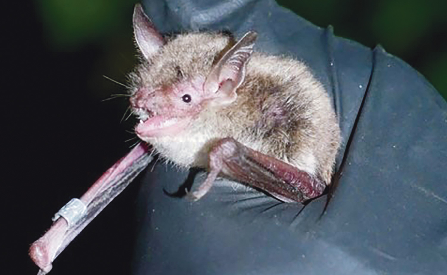 close view of a Little brown bat grasped gently in a gloved hand
