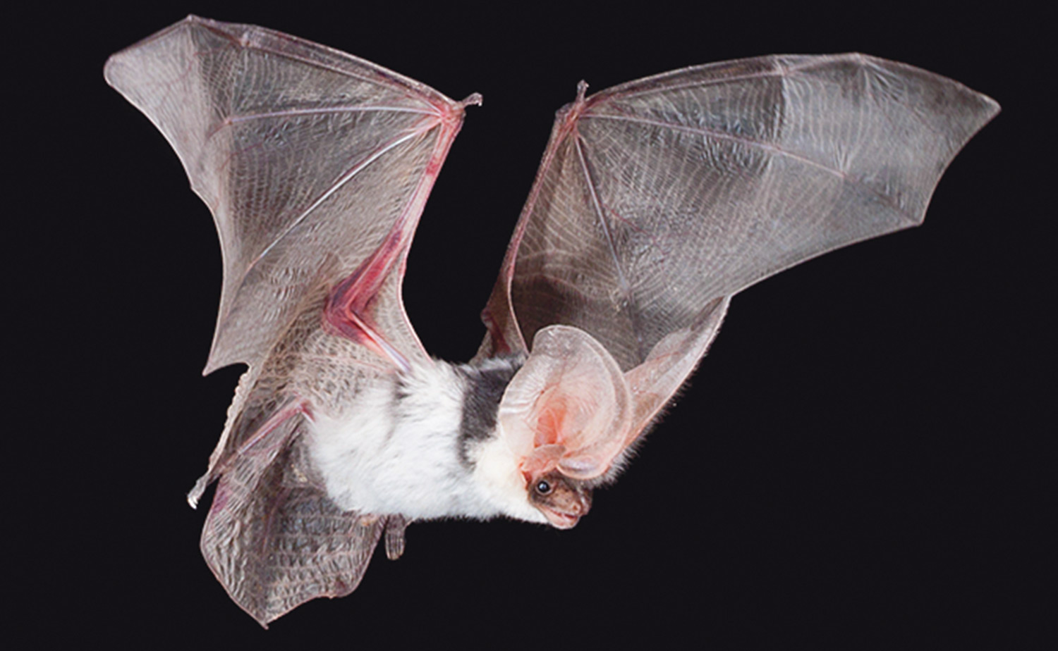 a spotted bat with its wings spread in flight