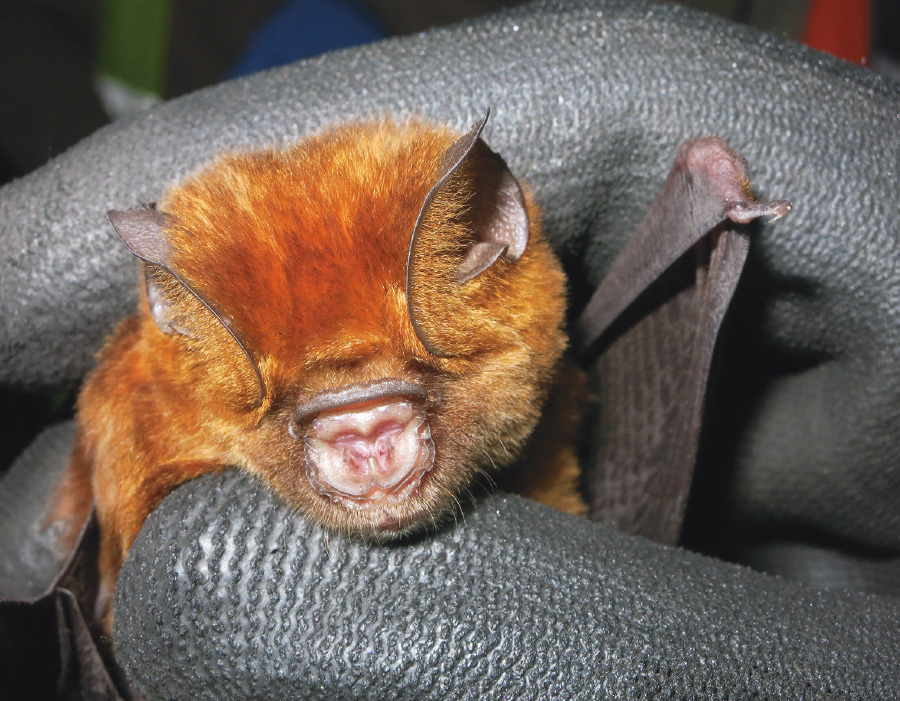 One example of a Hipposideros bat