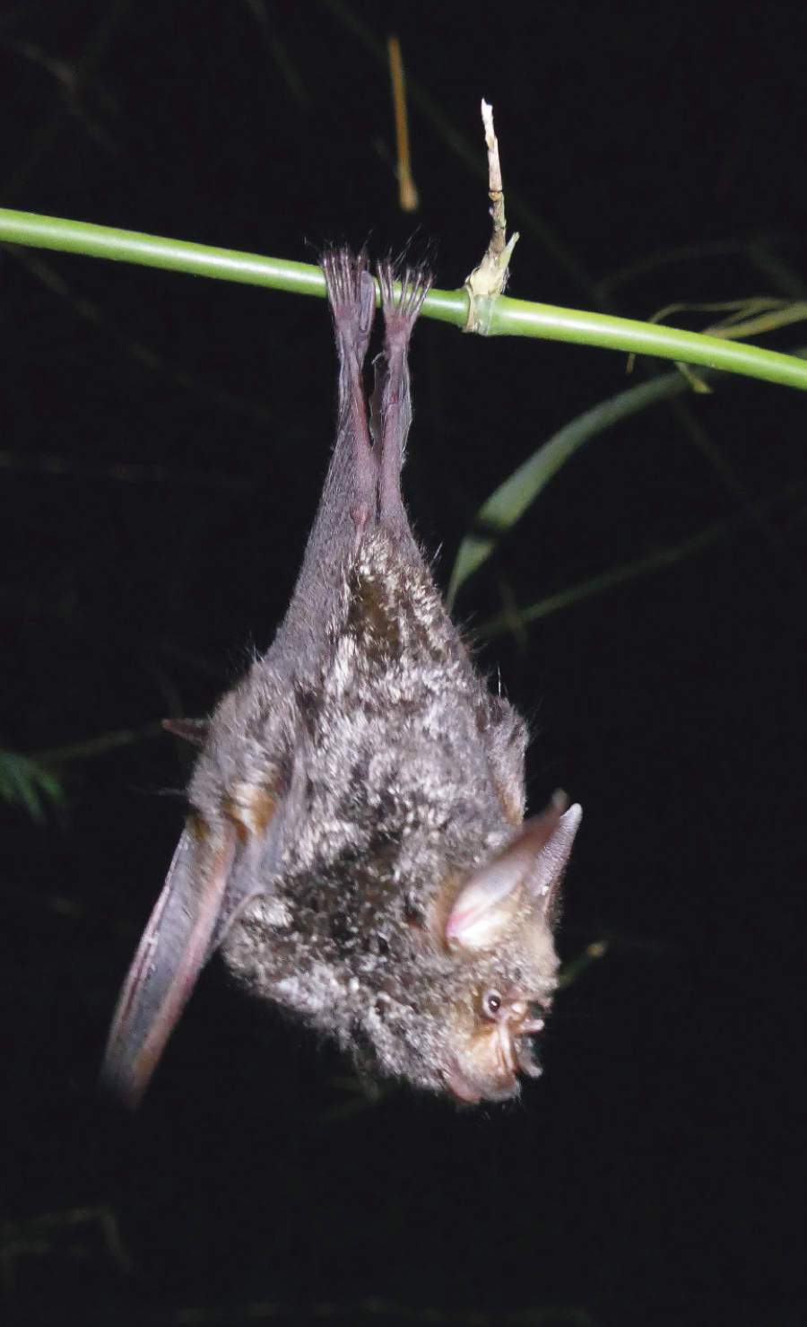 Doryrhina cyclops, a perch hunting bat