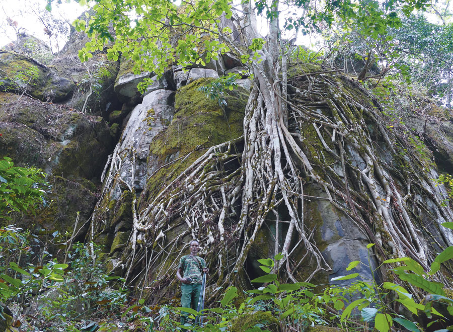 Eco guard Alphonse stands in front of an enormous fig tree