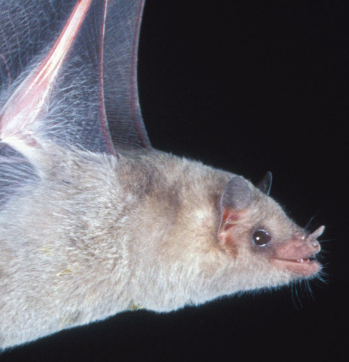 Mexican long-nosed bat