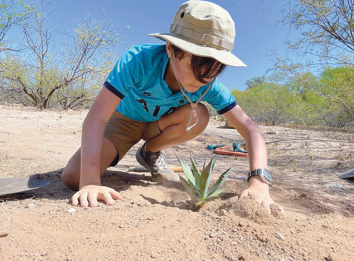 conservation member planting and growing agaves