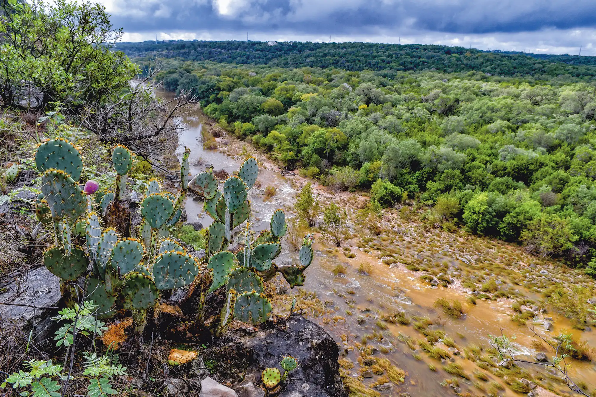 Expansive forests of Bracken Cave Preserve with cacti in the foreground