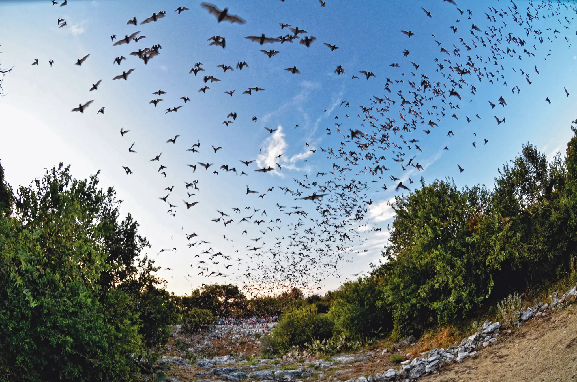 Bat colony flying out of Bracken Cave with spectators watching in background
