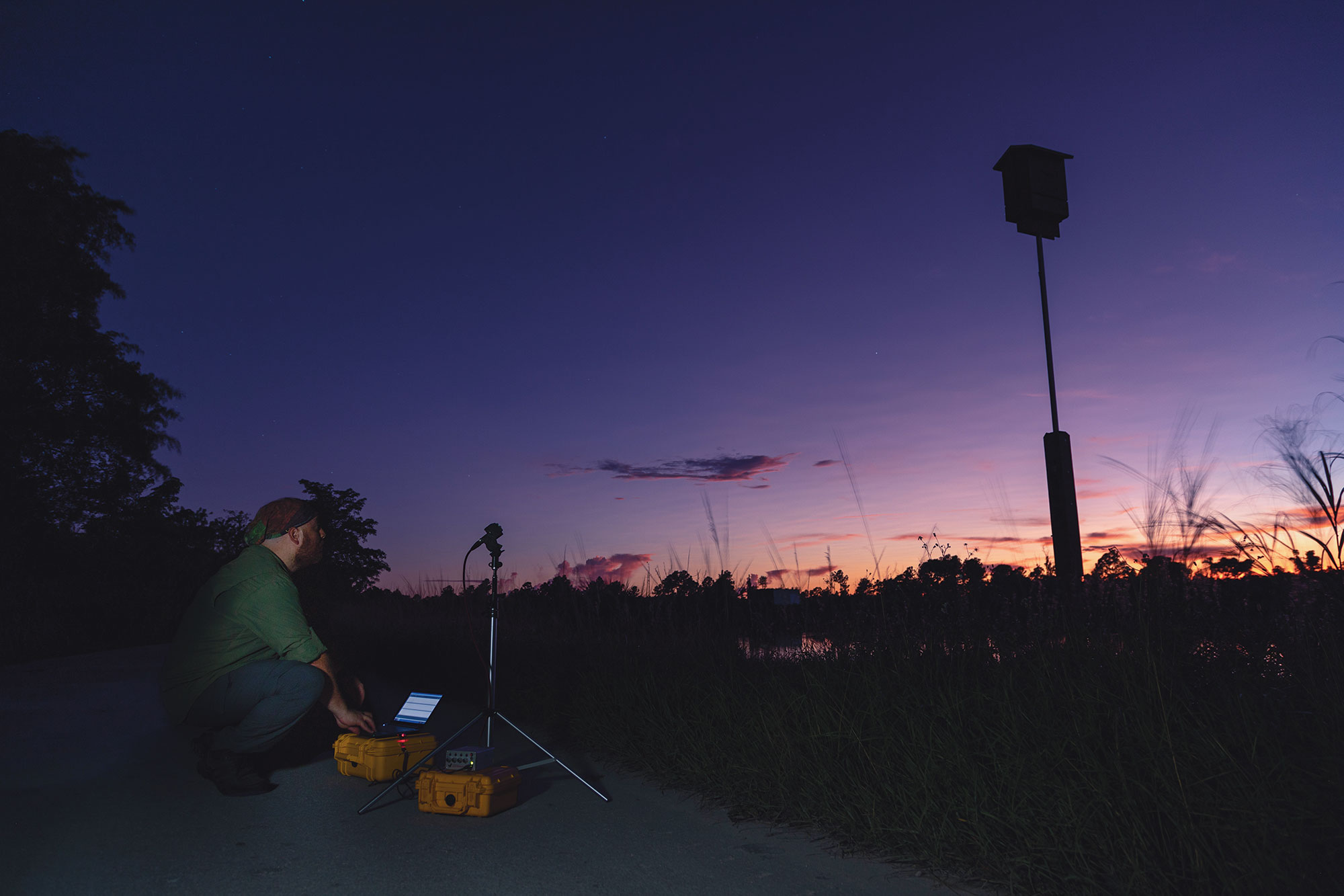 Researcher on laptop observing bats at dusk