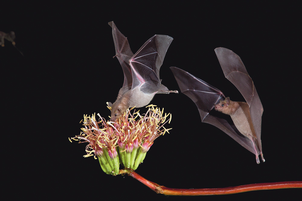 2 bats flying to flower