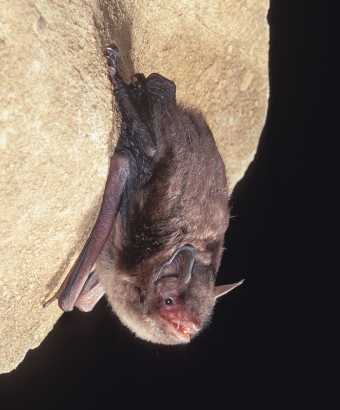 bat hanging on rock