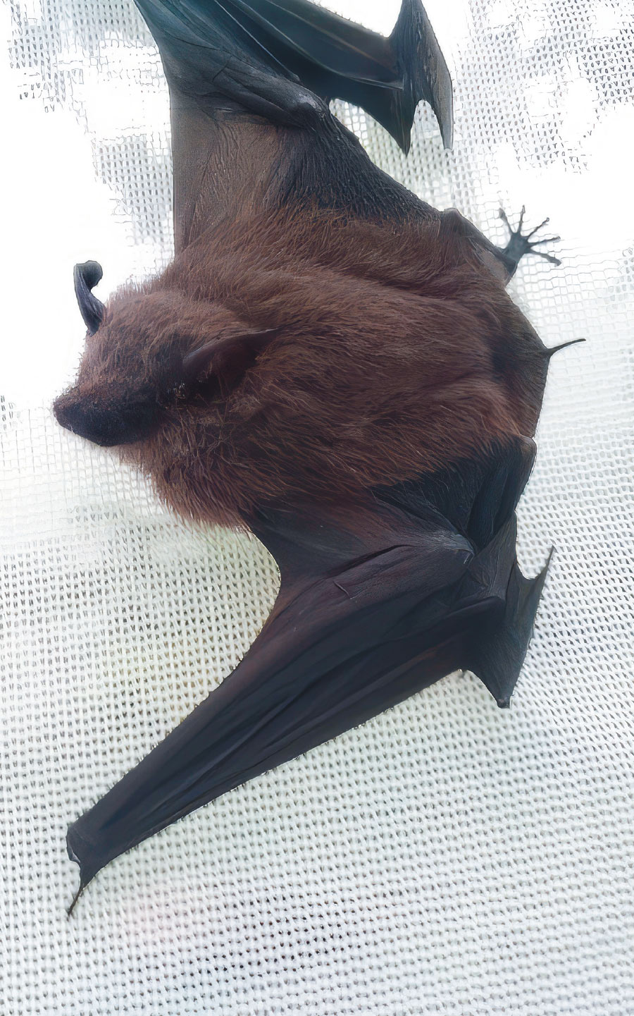 Antioquian sac-winged bat
