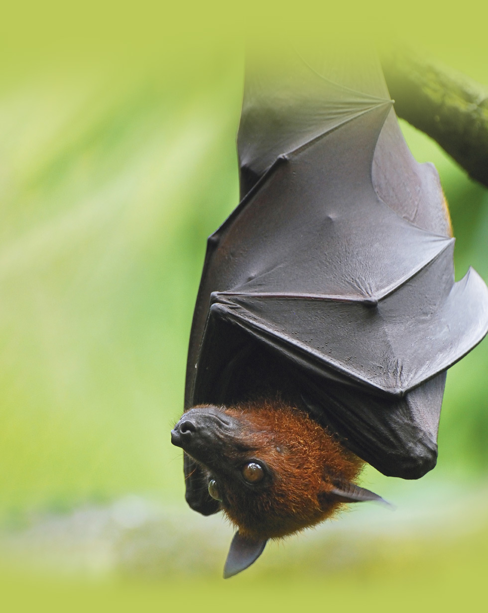 large flying fox male roosting in Malaysia