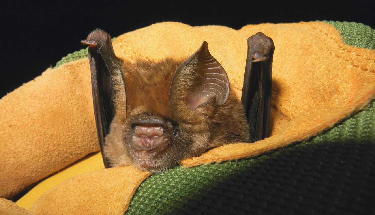 Another closeup of the Lamotte's roundleaf bat in hand