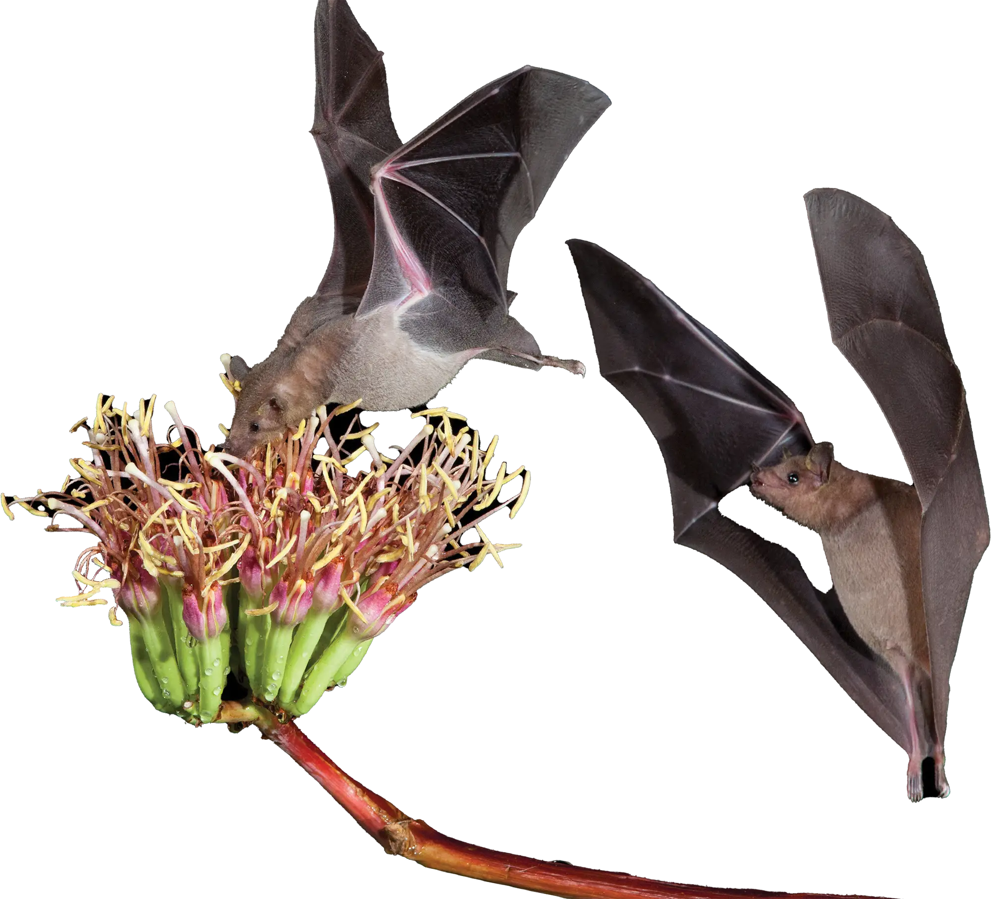 two Lesser Long-Nosed Bats approaching a flower