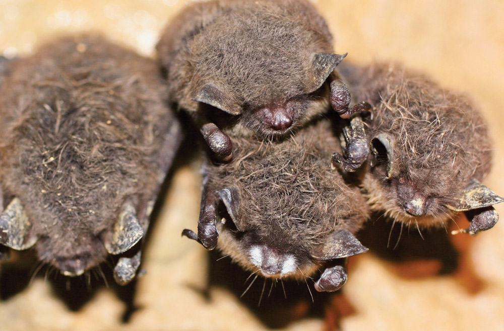 close up of Little brown bats