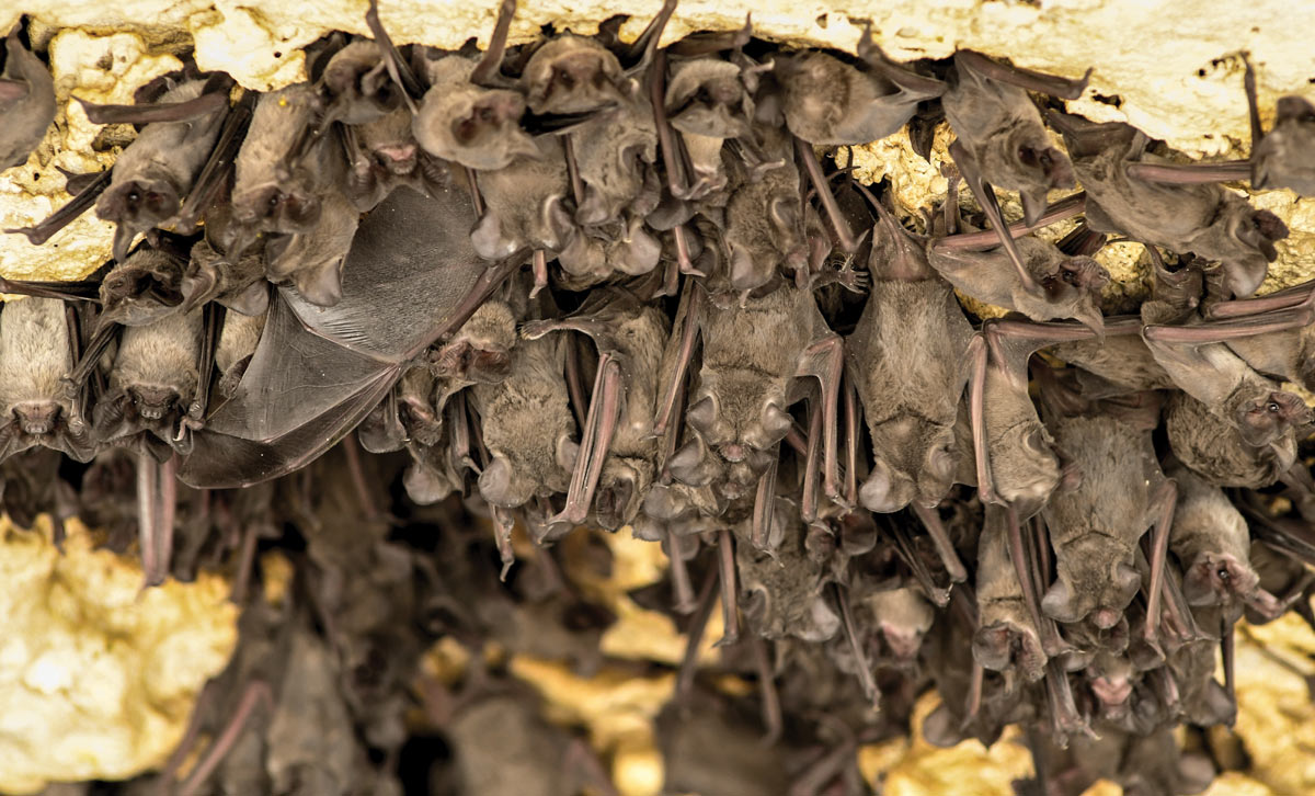 group of Mexican Free-Tailed Bats