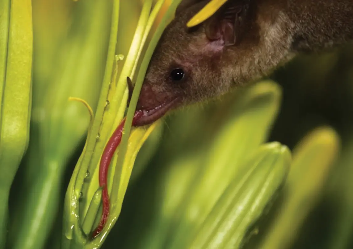 BCI’s first high-resolution images and videos of Mexican long-nosed bats drinking agave nectar