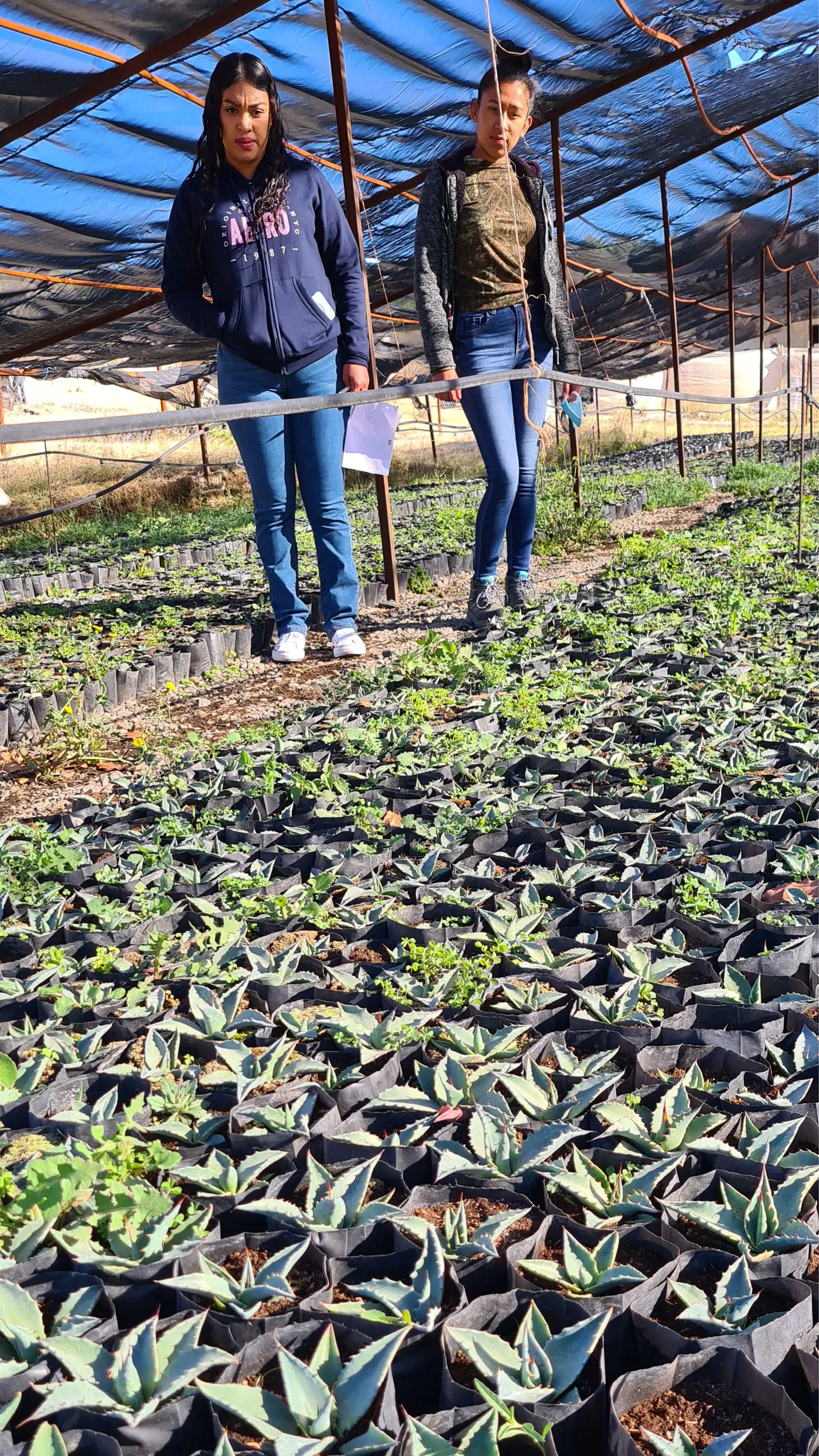 two women in overlooking agave plants