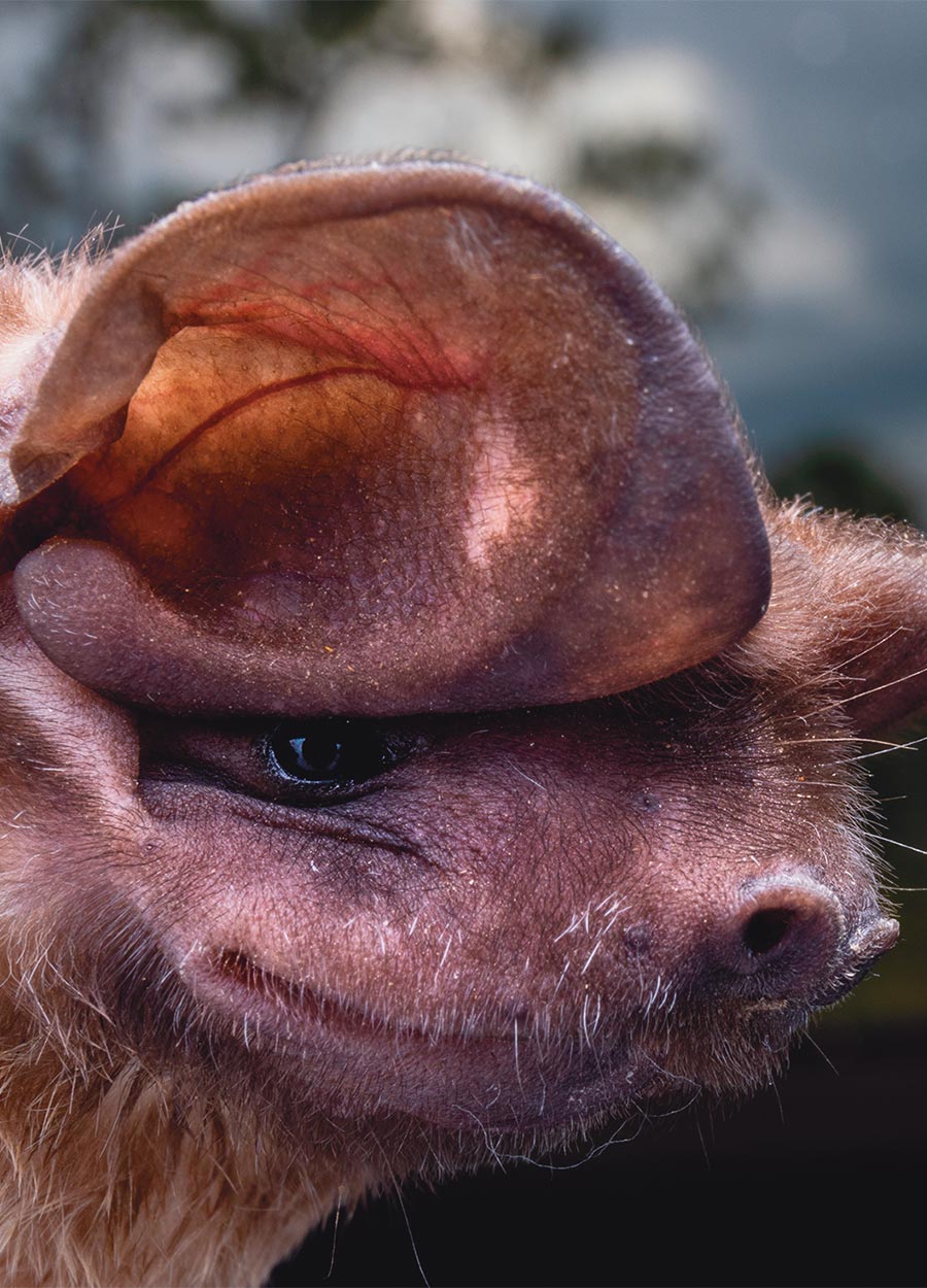 closeup of a Florida bonneted bat