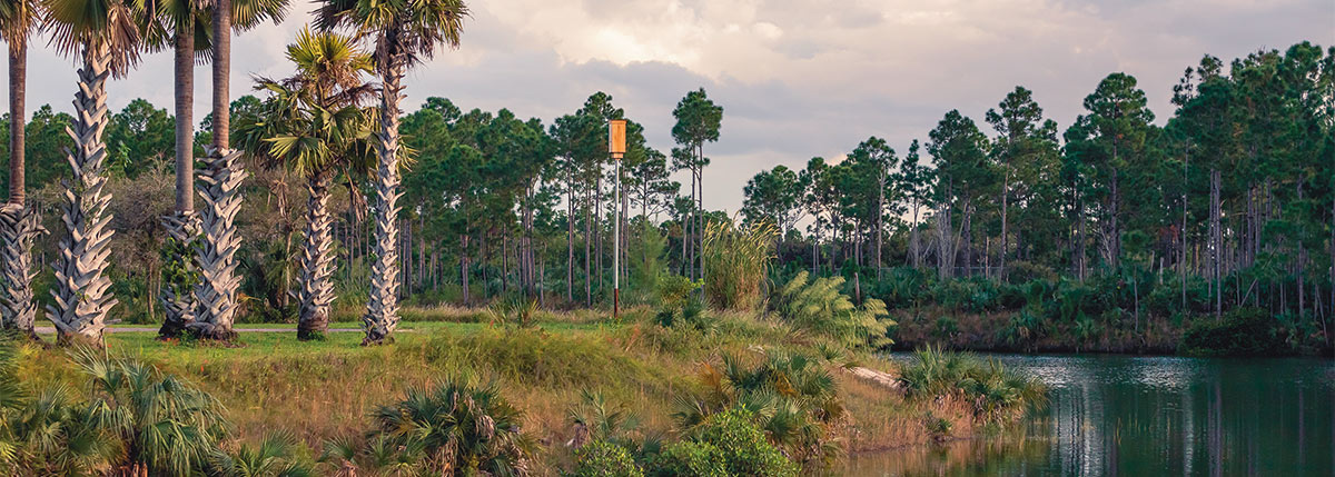 view of a bat box int the middle of a Florida habitat