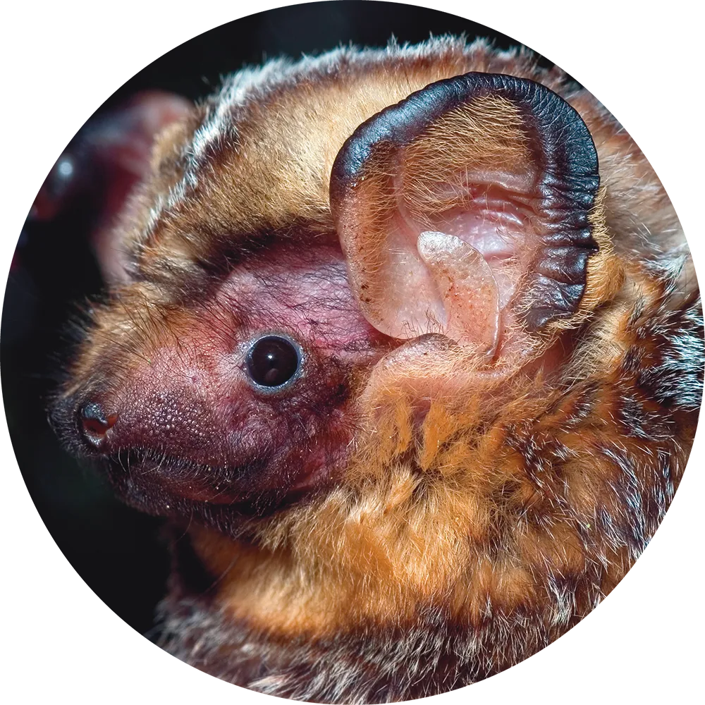 close up of a hoary bat