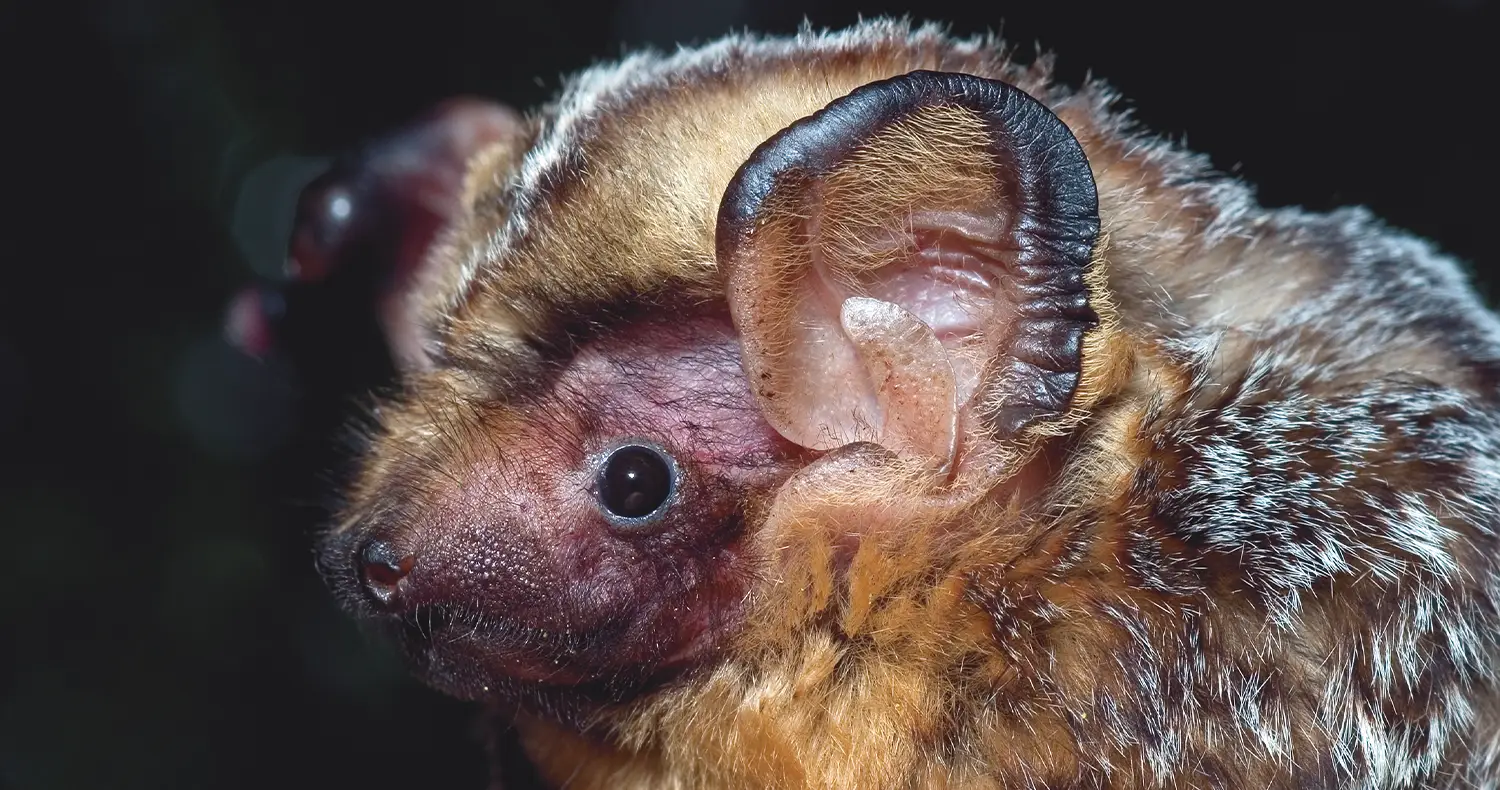 close profile view of a a hoary bat with large dark skin tipped ears and small pointy noise and blonde to white tipped fur