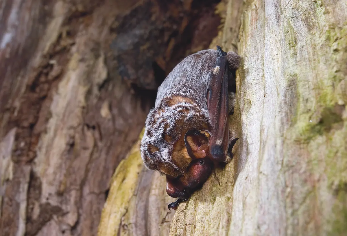 slight view upward at a hoary bat laying prone and upside down on a large tree