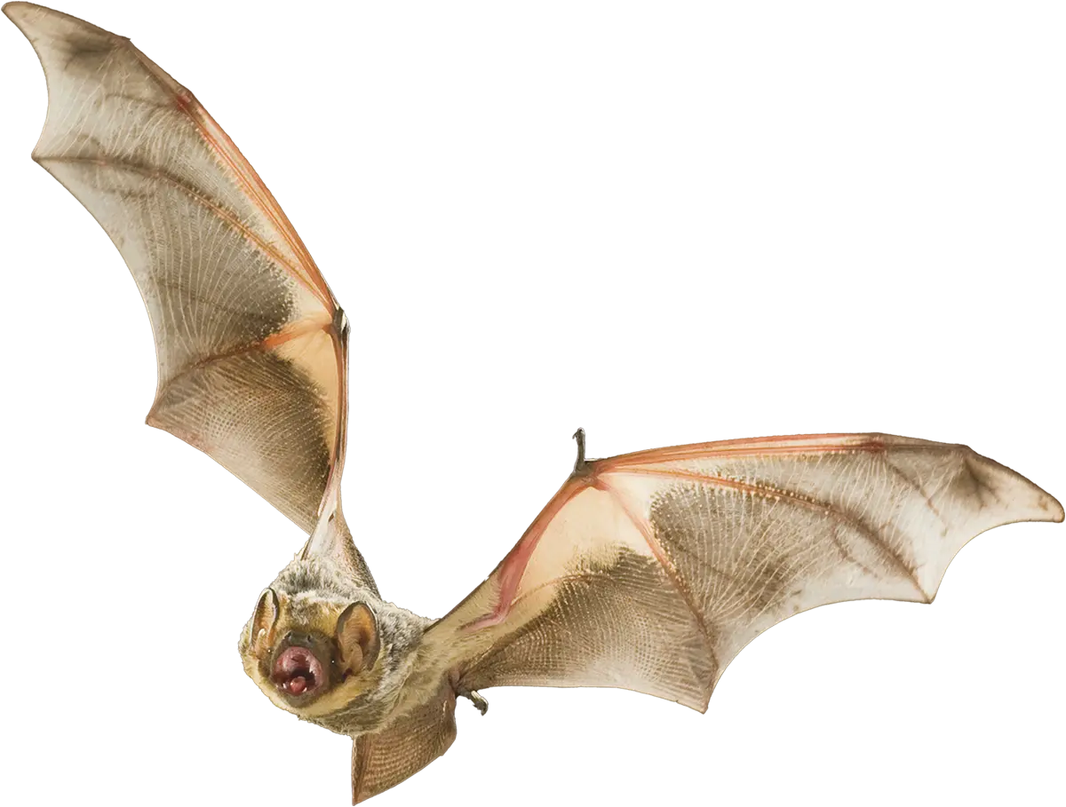 a Hoary bat, with its mouth opened wide and showing small sharp teeth, in mid-flight