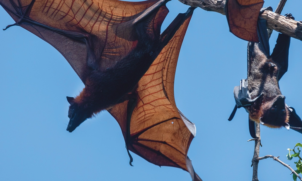 two Pteropus vampyrus hanging from tree with wings spread open during daylight in Peninsular Malaysia