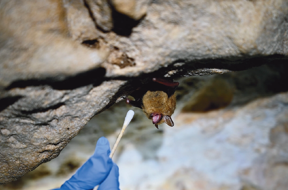 bat in cave handing upside being swabbed