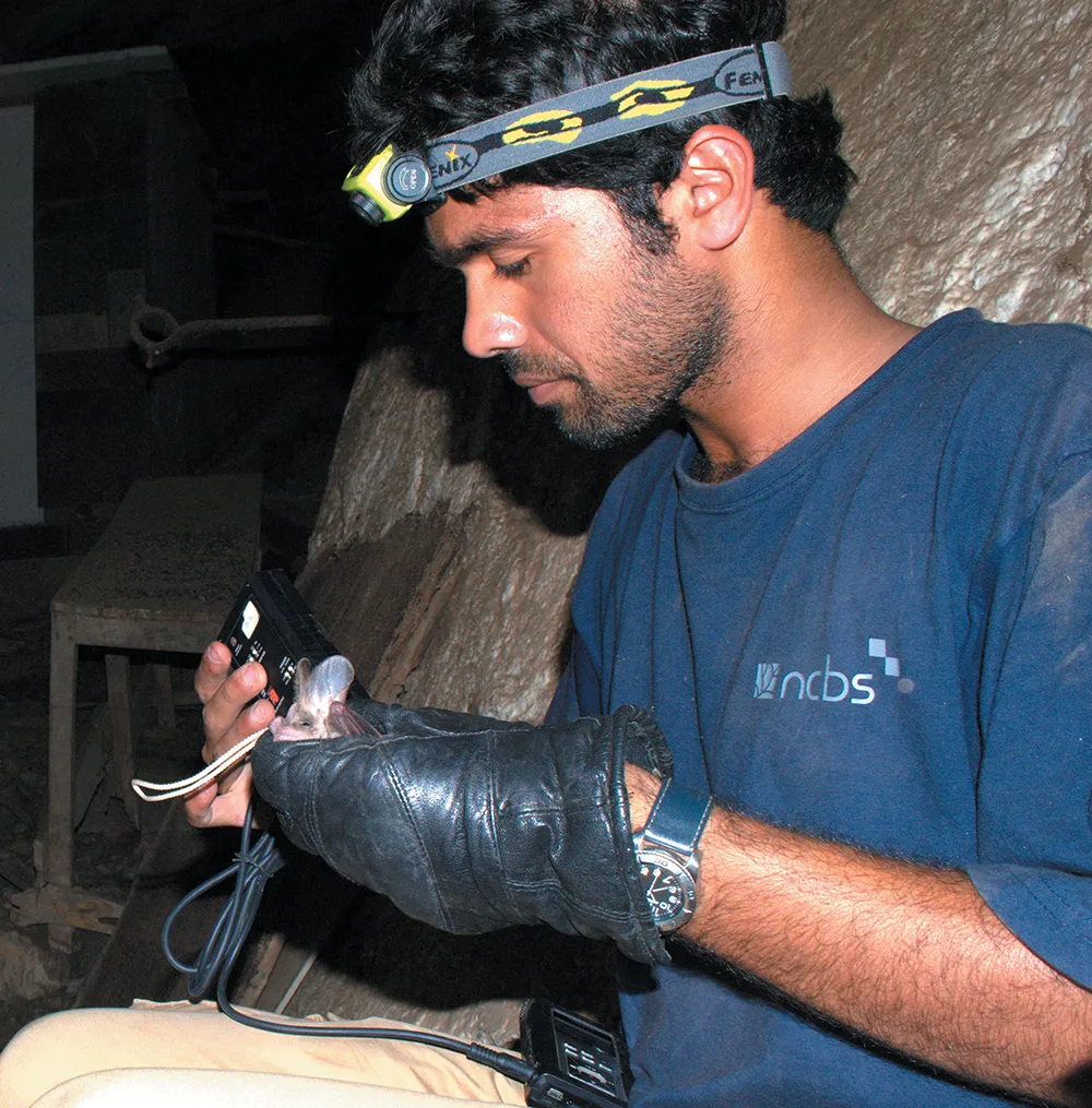 Rohit Chakravarty in a cave wearing a headlamp examining a greater false vampire bat