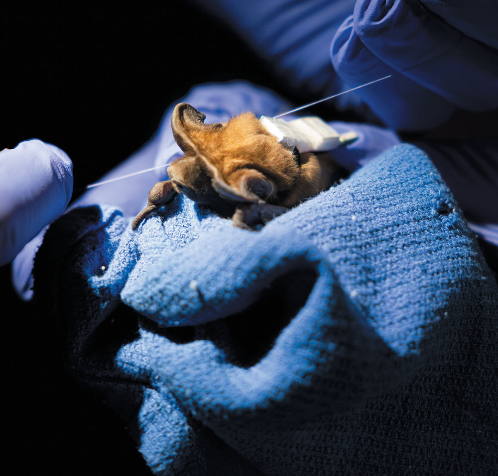 performing tests on a bat that was caught in a mist net