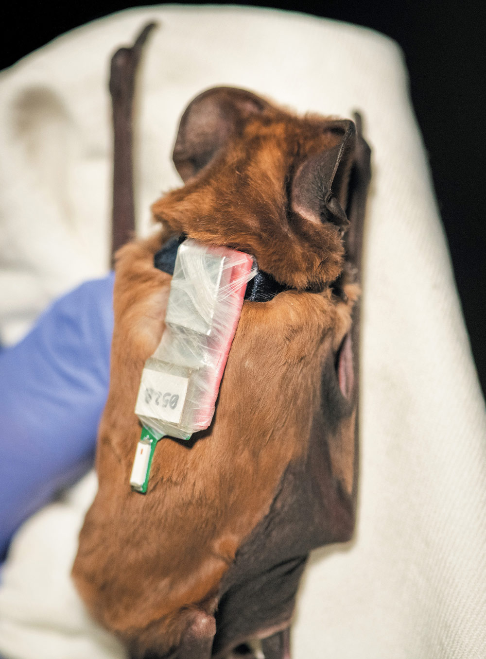 tiny transmitters affixed to the back of a bat