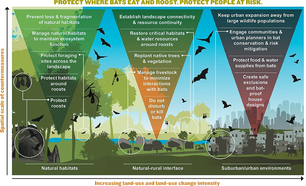 chart displaying how to protect where bats eat and roost