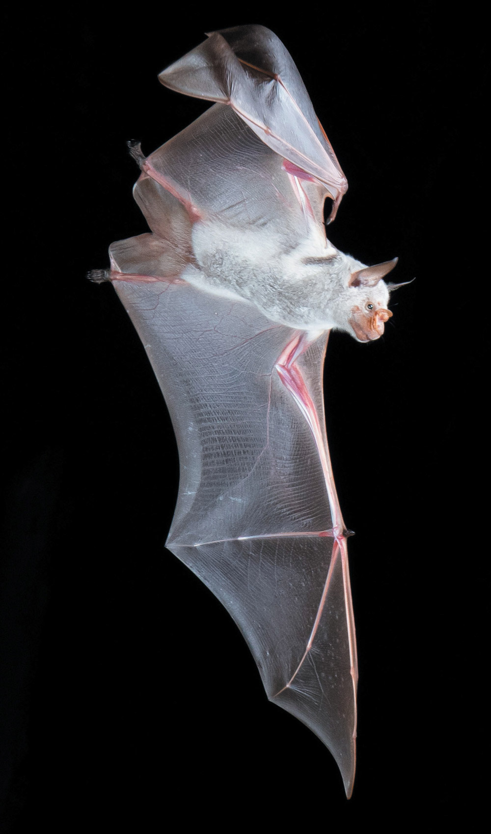 striped leaf-nosed bat with its wings spread