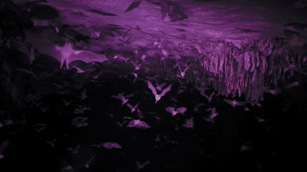 bats flying in a section of St. Clair Cave