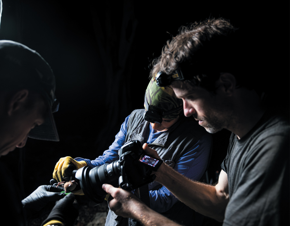 Chris Gallaway filming a Jamaican flower bat drink some sweet water